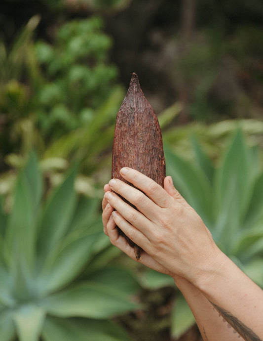 what is theobroma cacao